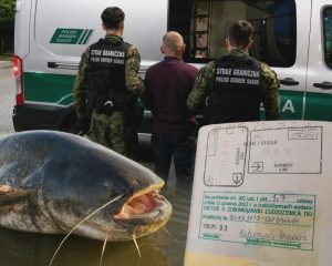 Виловив легенду Варшави і поплатився: українця депортували з Польщі через двометрового сома (фото)