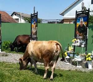 Алею Слави на Закарпатті перетворили на пасовище (фото, відео)