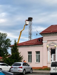У Сваляві залізничники демонтували 40-річне гніздо лелек: місцеві вимагають пояснень (фото)